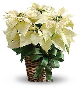 Teleflora's White Poinsettia