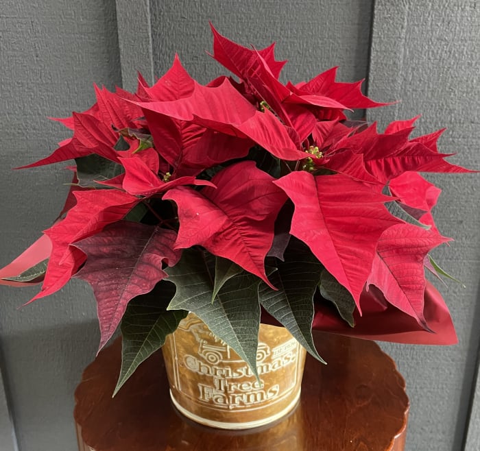 Poinsettia Christmas Tree Farms Tin