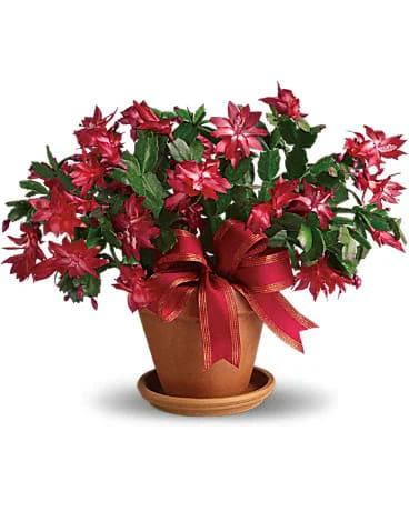 Christmas Cactus