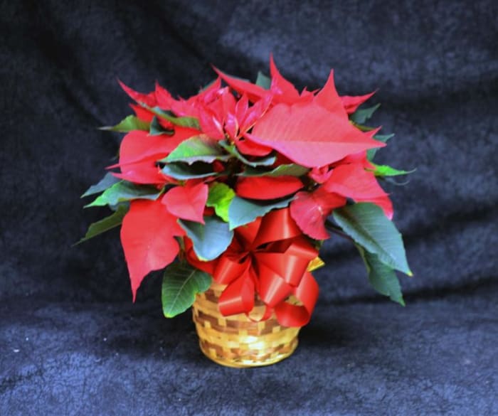 POINSETTIA 6 INCH POT 1 STEM