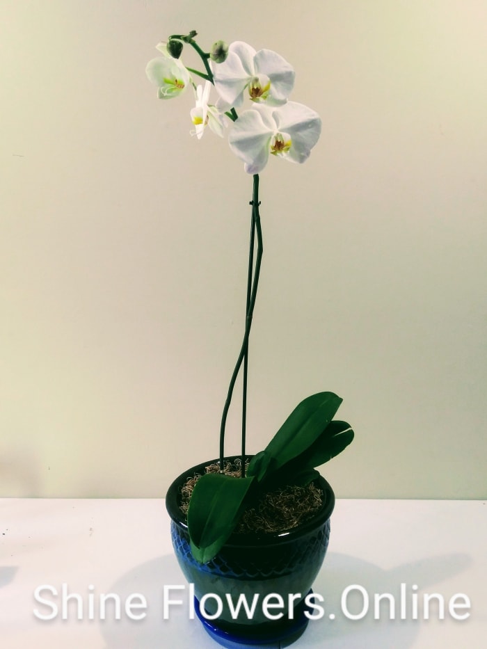 ORCHID PLANT