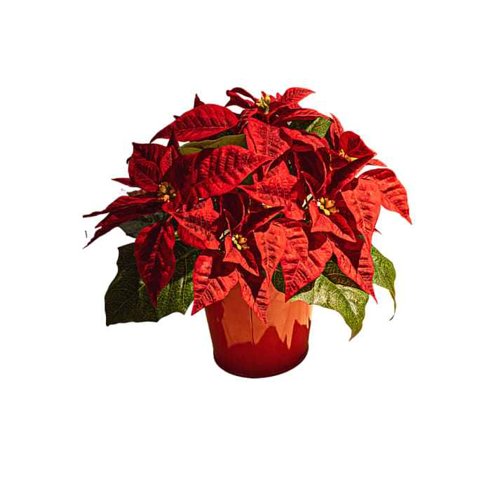Red Poinsettia