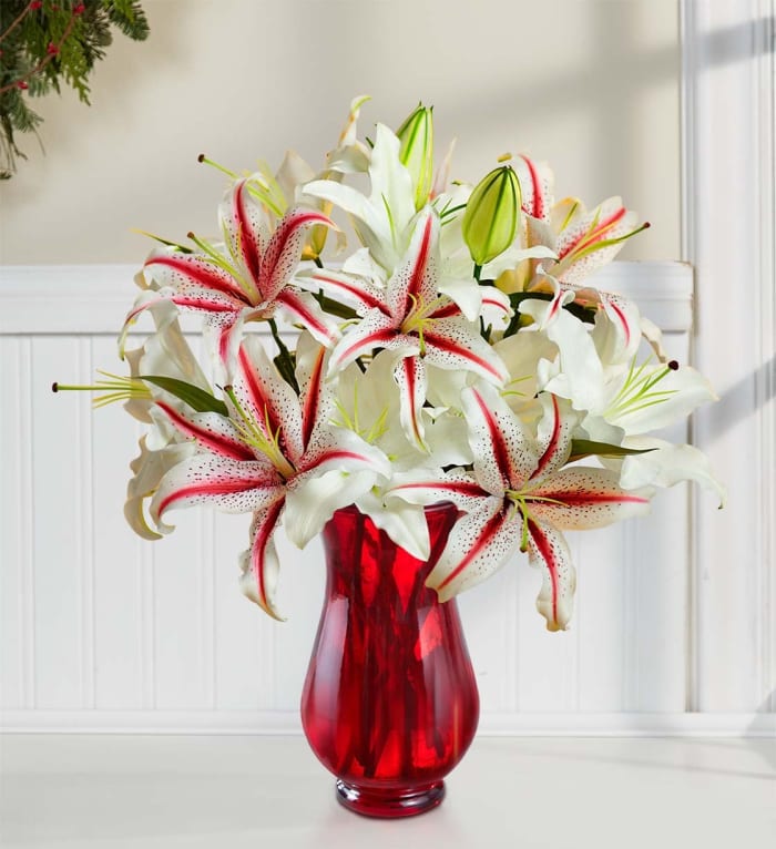 Candy Cane Lilies