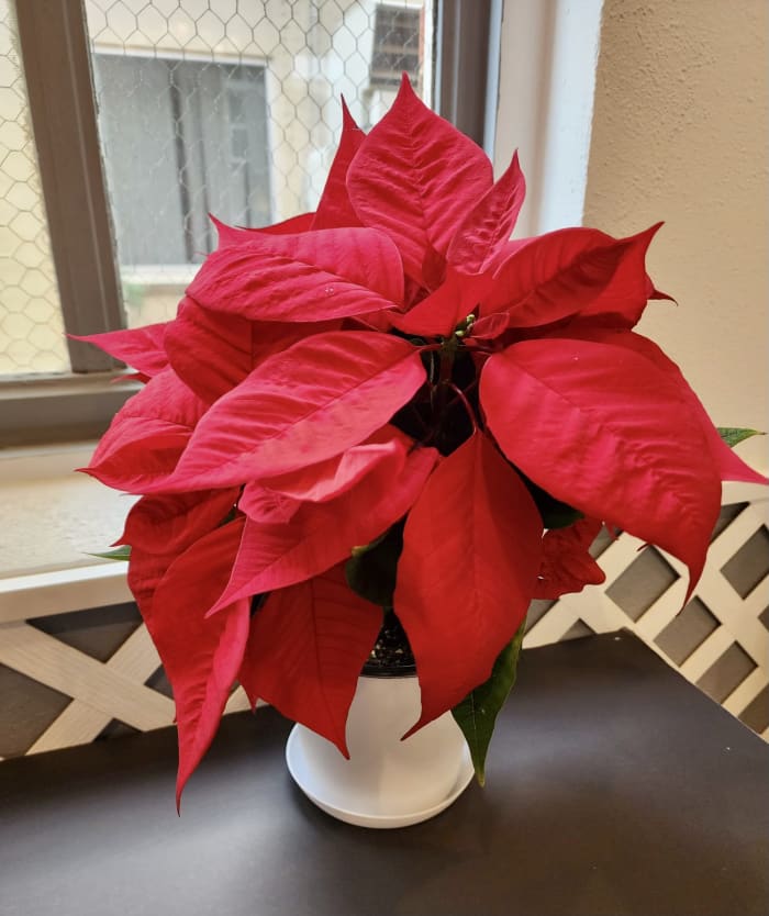 Standard Poinsettia