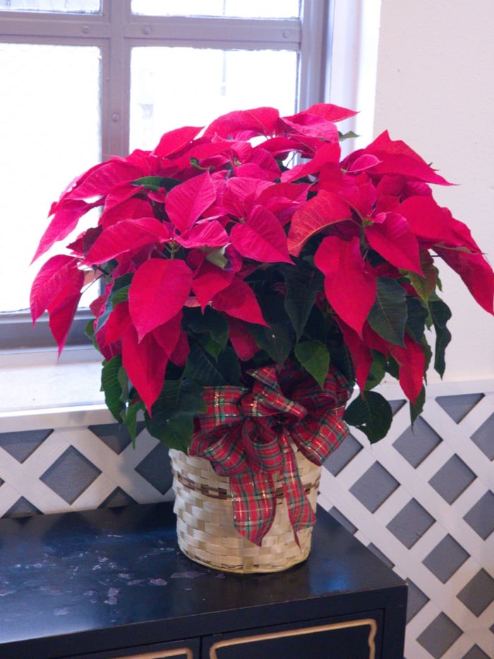 Large Red Poinsettia