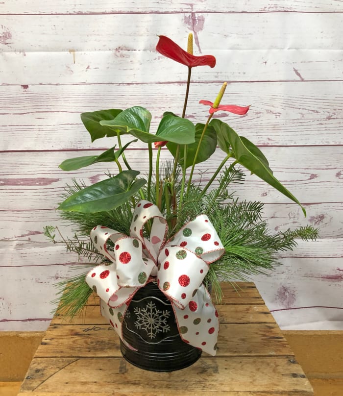 Holiday Dressed Anthurium