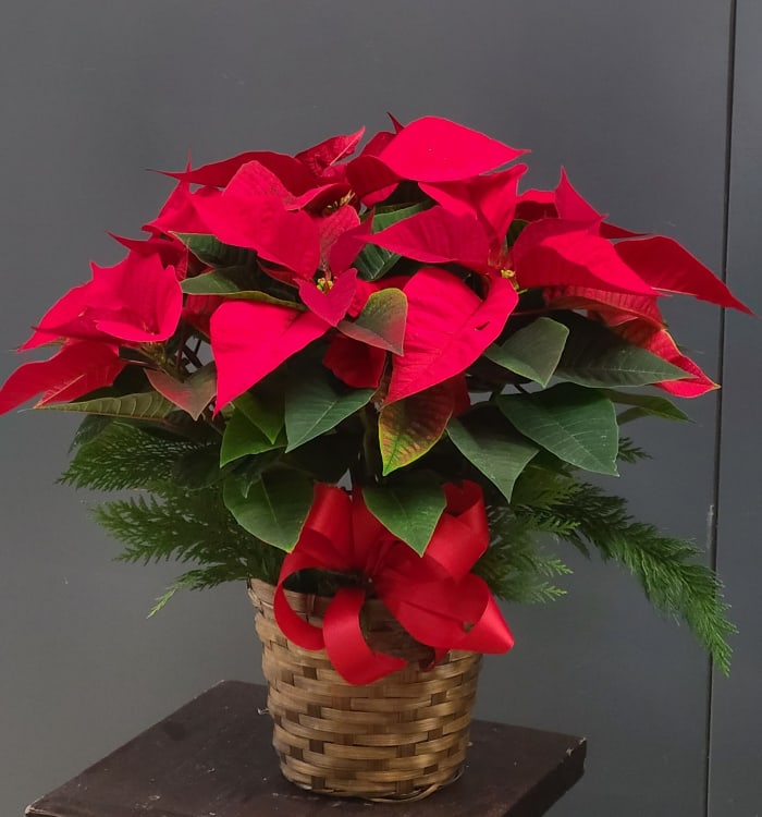 Poinsettia Red Large