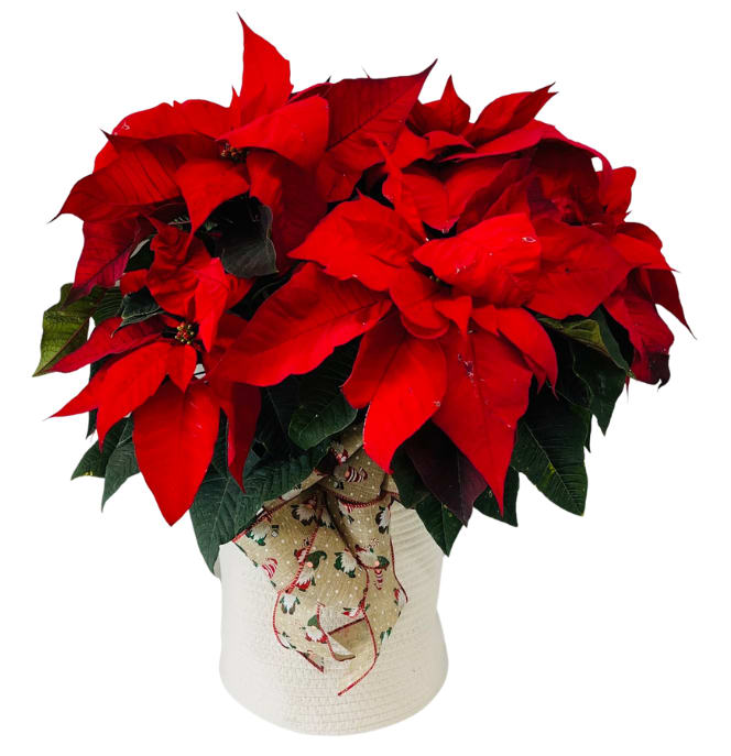 X-Large Premium Poinsettia in White Rope Basket H-7060 *ONLY 1 LEFT*