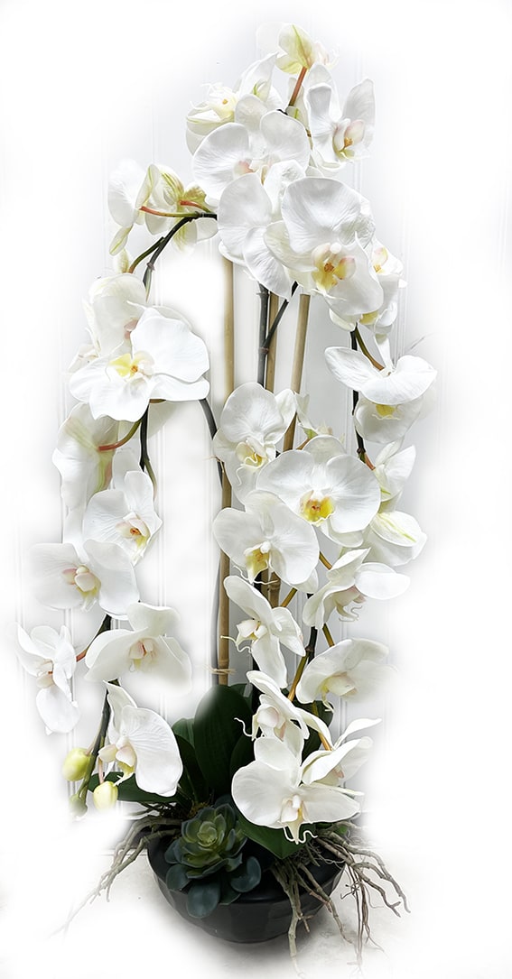 Special Orchids