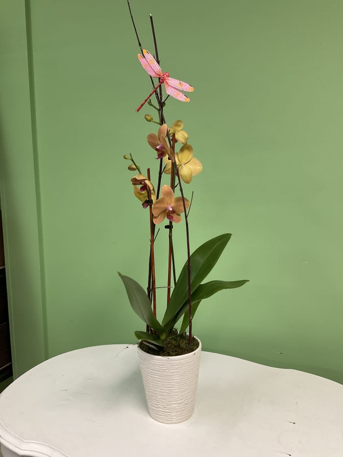 Phalaenopsis Orchid Double Stemmed Orange