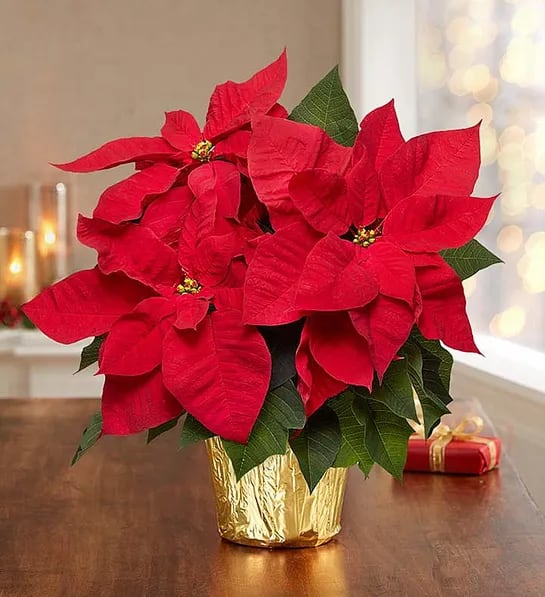 Poinsettia