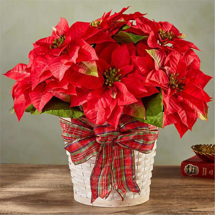 Poinsettia Plant