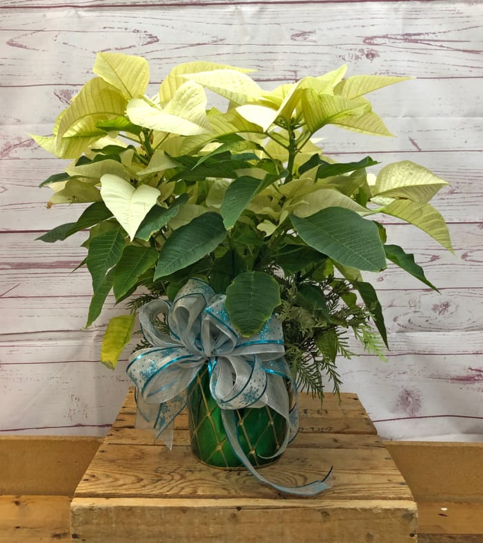 Holiday Dressed Poinsettia Plant