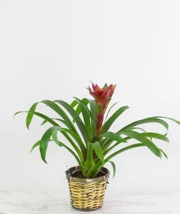 Bromeliad (colors will vary)