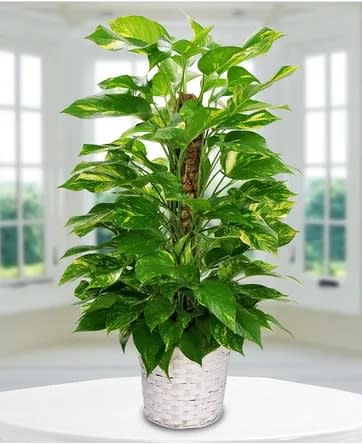 10" Pothos Pole Ivy