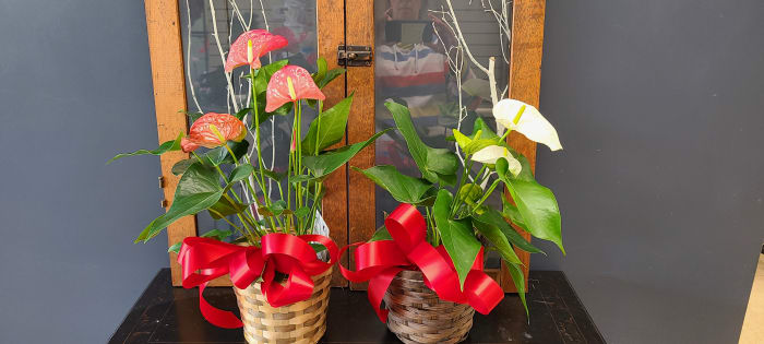 Anthurium Plant