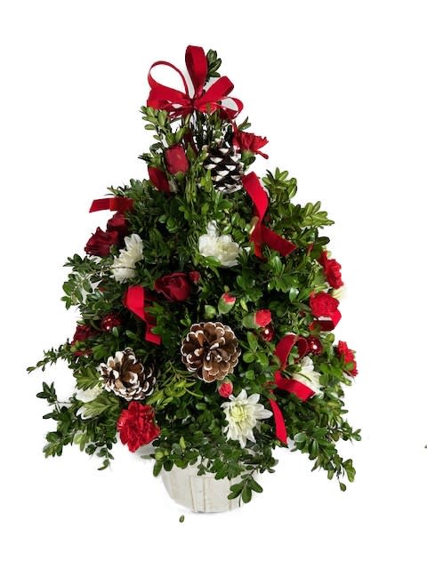 Celebration Boxwood Tree