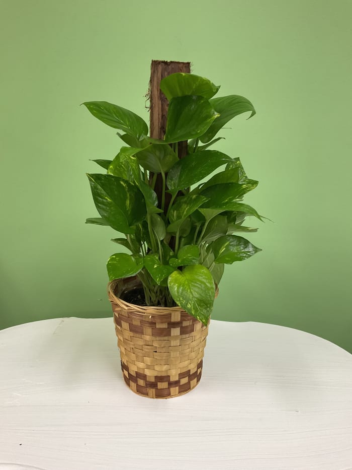 Pothos pole