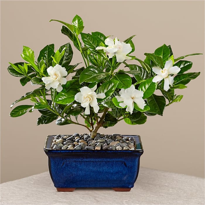 Gardenia Bonsai