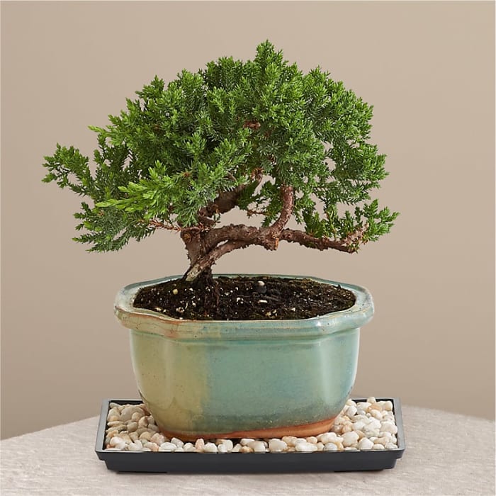 Juniper Bonsai Tree