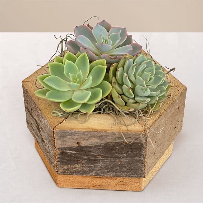 Zen Succulent Hexagon Garden