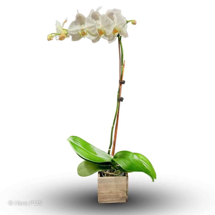 White Orchid Plant