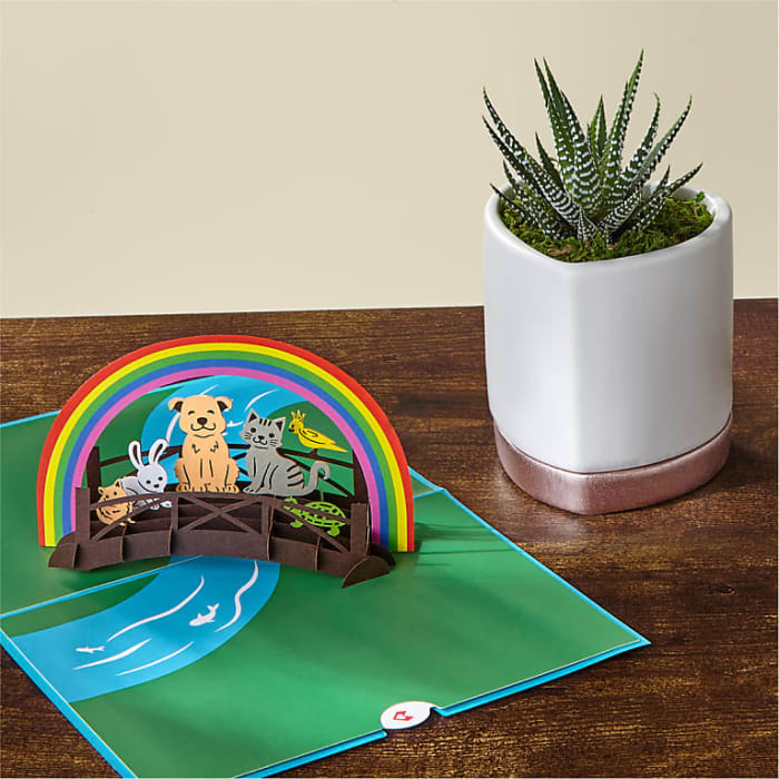 Zebra Haworthia Succulent & Rainbow Bridge Lovepop® Pop-Up Card