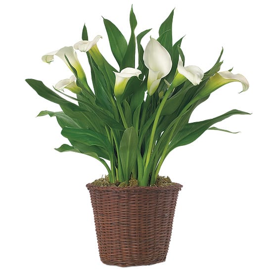 Calla Lily (colors will vary)