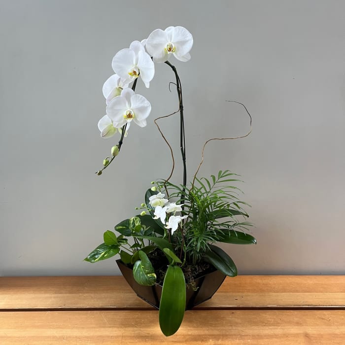 White Orchid Planter