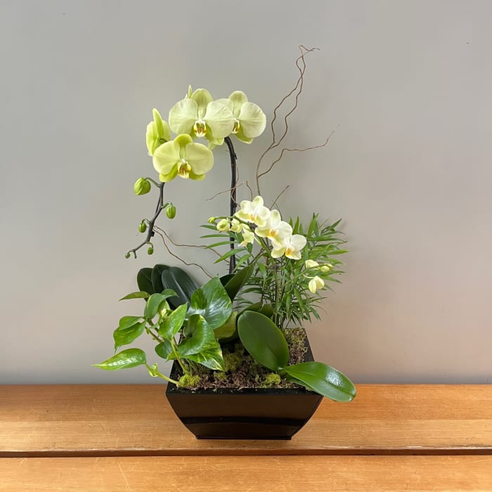 Green Orchid Planter Flower Delivery Victoria BC Poppies Floral Art