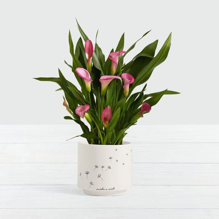 Potted Pink Calla Lily in Make a Wish Planter