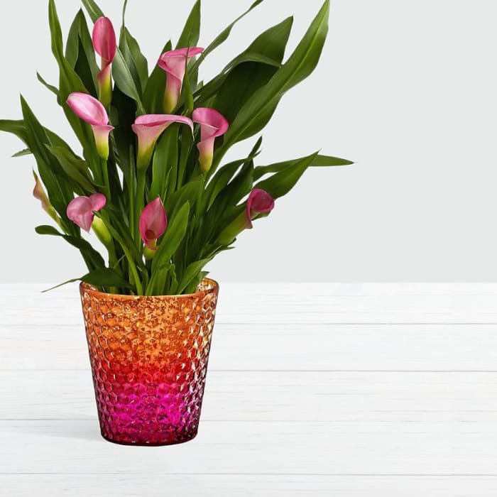 Potted Pink Calla Lily in Pink Ombre Container