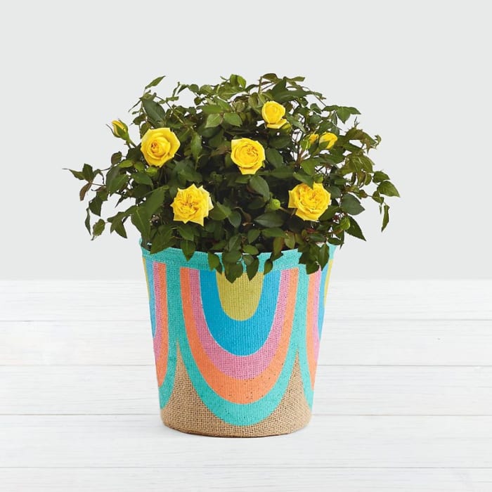 Potted Yellow Roses in Rainbow Basket