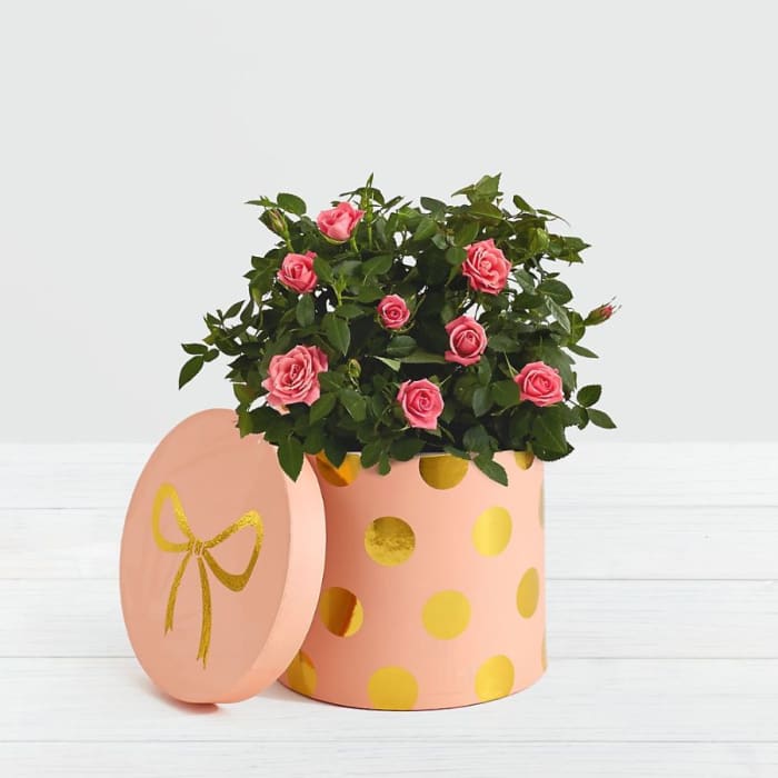 Pink Potted Roses in Pink Polkda Dotted Container
