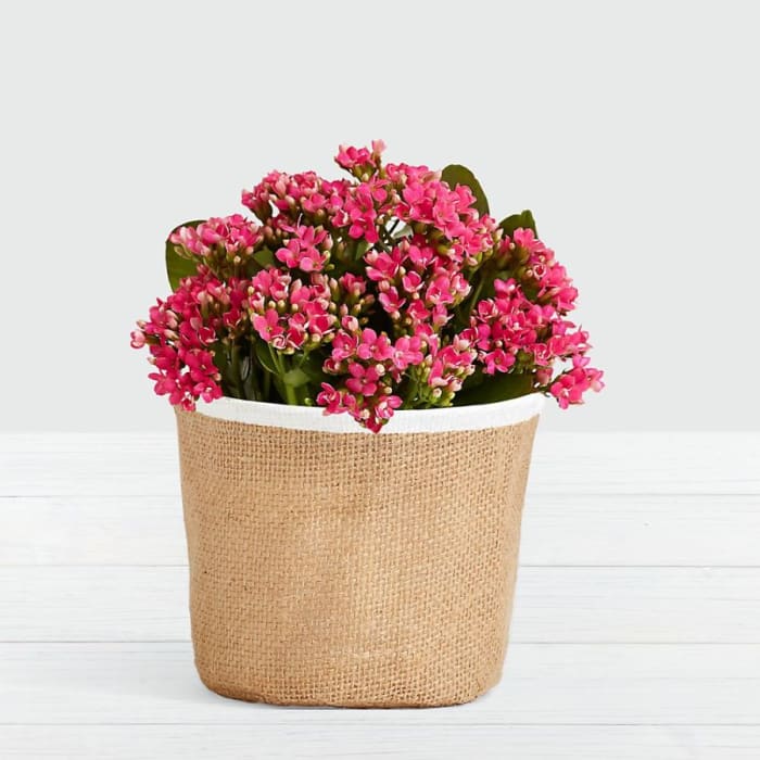 Blush of Color Calendiva in Burlap Container