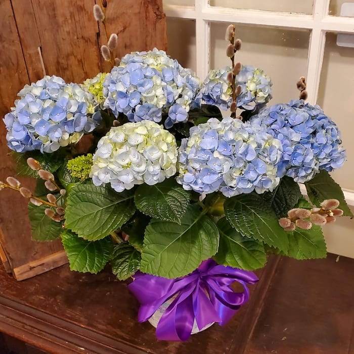 Blue Hydrangea Plant