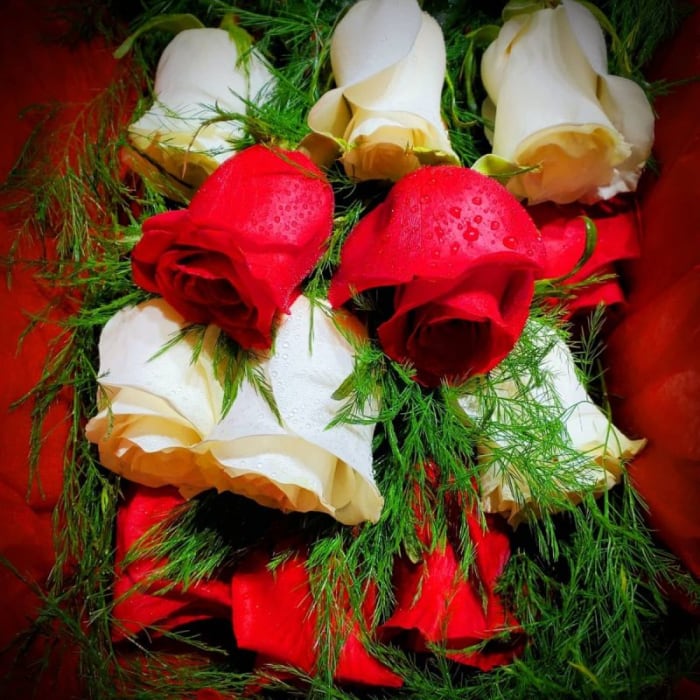 One Dozen Red & White Roses Boxed