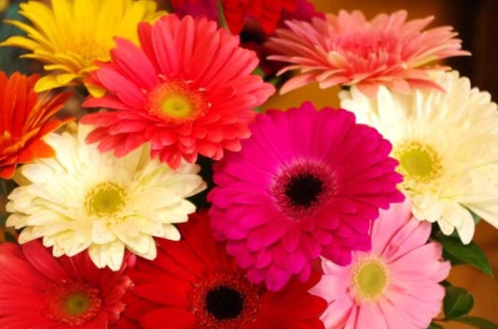 DOZEN GERBERAS BOXED