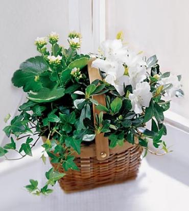 The White Assortment Basket