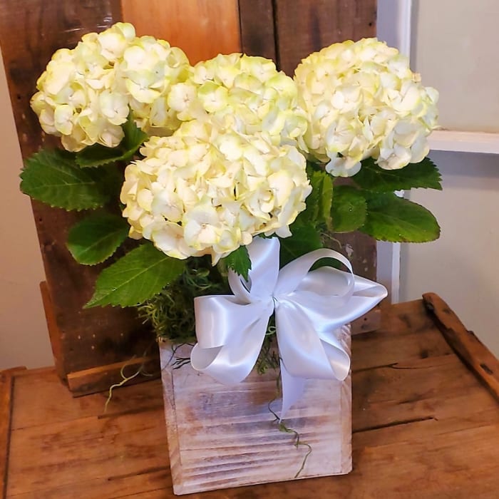 White Hydrangea Plant