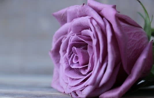 Half-Dozen Lavender Roses Boxed