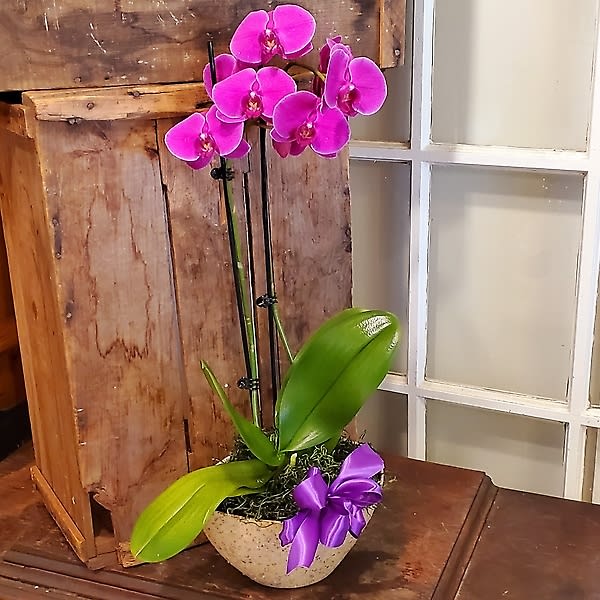 Double Purple Phalaenopsis Orchid Plant