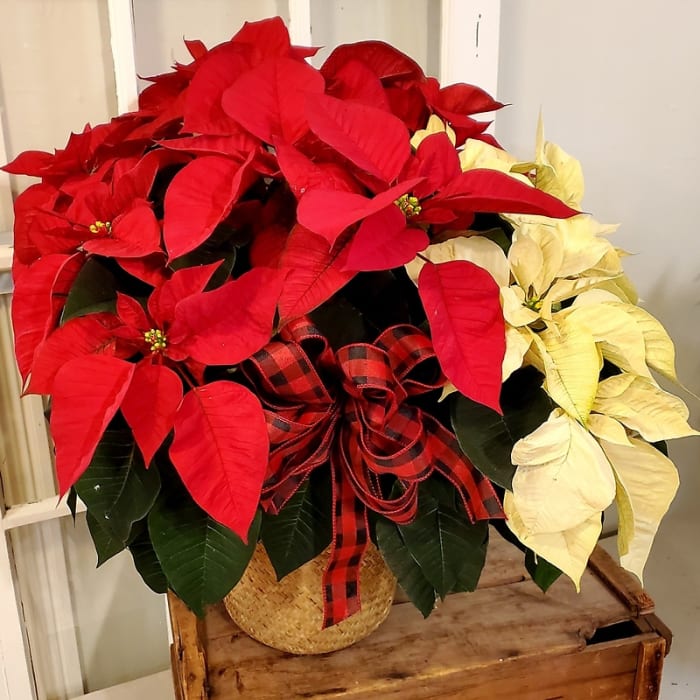 Classic Red & White Combo Poinsettia in Basket, Large