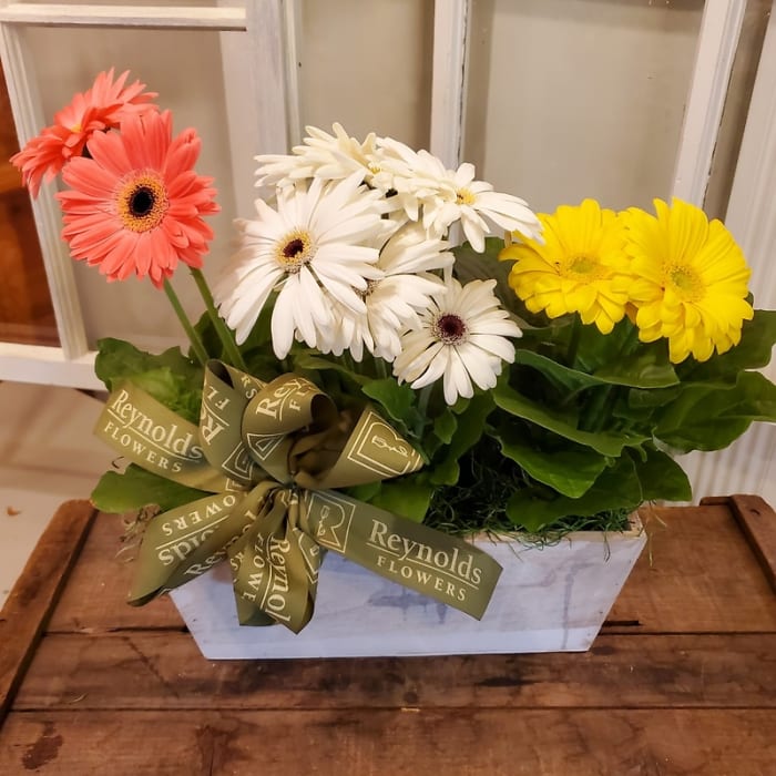 Triple Potted Gerbera Box