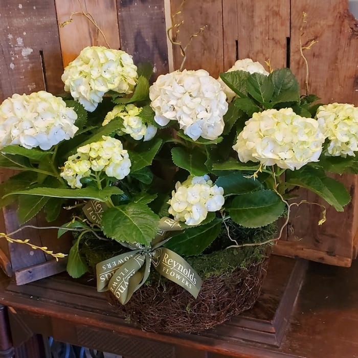 Double White Hydrangea Basket