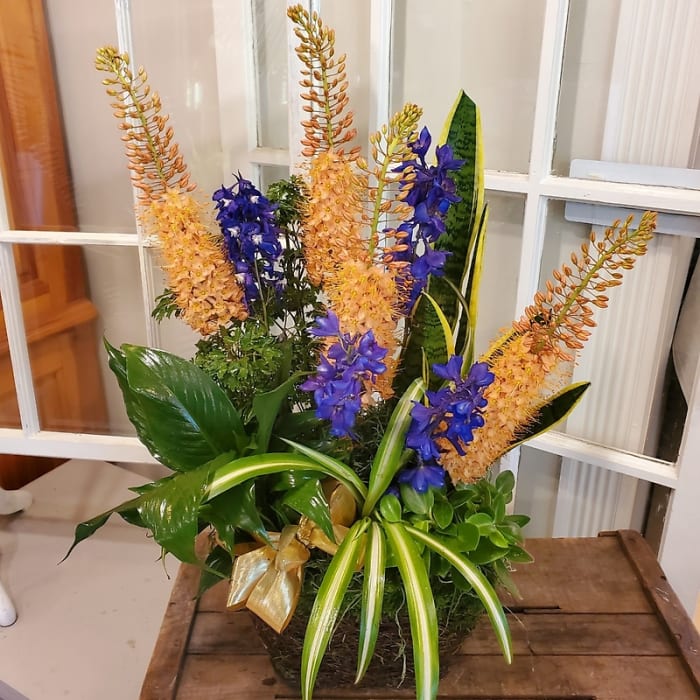 Complimentary Plant Basket with Foxtail Lily