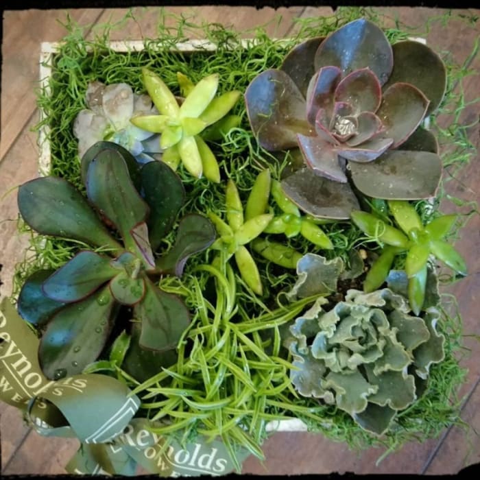 Succulent Box Garden