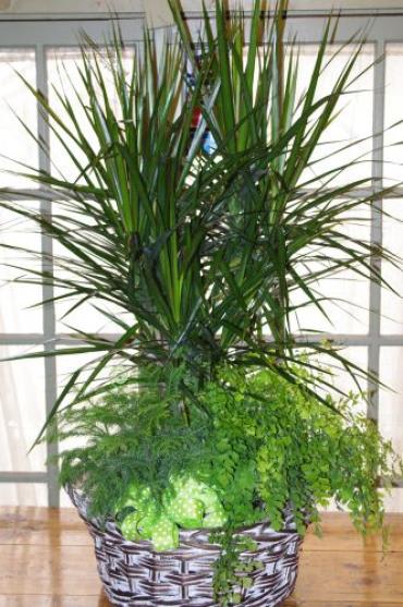 Ides of March Plant Basket