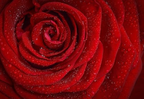 Half-Dozen Red Roses Boxed