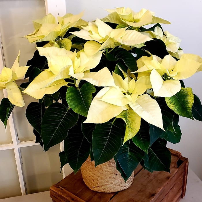 Classic White Poinsettia in Basket, Large